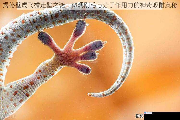 揭秘壁虎飞檐走壁之谜：微观刚毛与分子作用力的神奇吸附奥秘