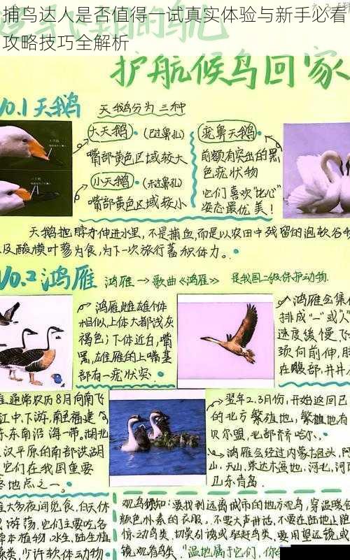 捕鸟达人是否值得一试真实体验与新手必看攻略技巧全解析