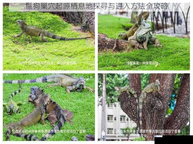 鬣狗巢穴起源栖息地探寻与进入方法全攻略