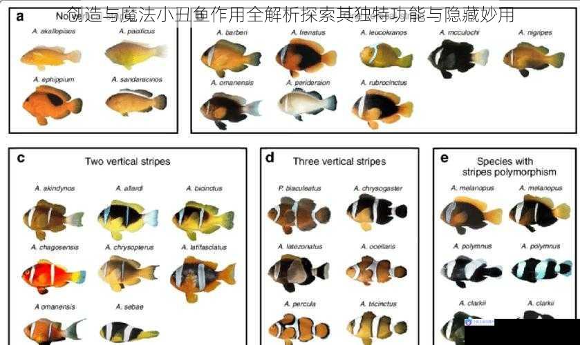 创造与魔法小丑鱼作用全解析探索其独特功能与隐藏妙用